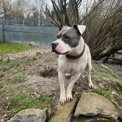 Kira, white female American Staffordshire Terrier for adoption at Tierheim Dornbirn, Dornbirn — photo 8 of 8