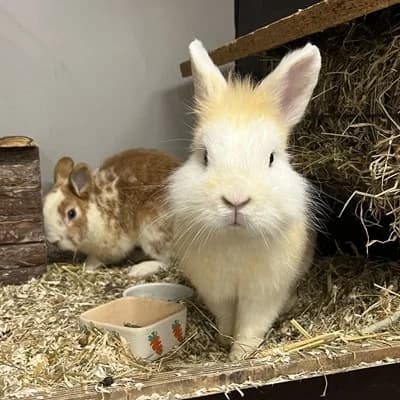 Klopfer & Bambi, male mixed breed for adoption at Tierheim Dornbirn, Dornbirn