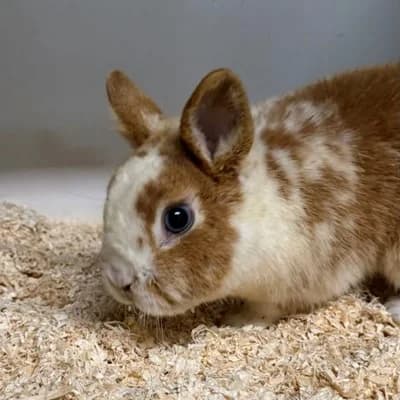 Klopfer & Bambi, white male mixed breed for adoption at Tierheim Dornbirn, Dornbirn — photo 3 of 7