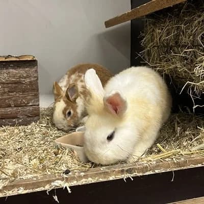 Klopfer & Bambi, white male mixed breed for adoption at Tierheim Dornbirn, Dornbirn — photo 4 of 7