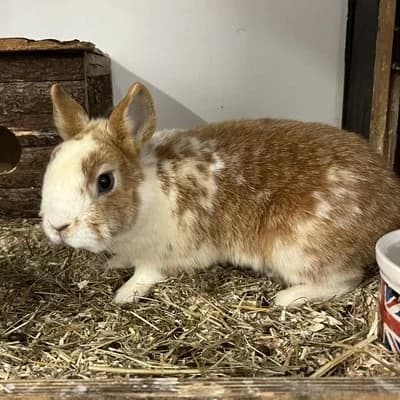 Klopfer & Bambi, white male mixed breed for adoption at Tierheim Dornbirn, Dornbirn — photo 5 of 7
