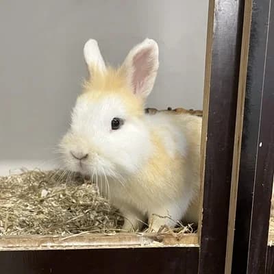 Klopfer & Bambi, white male mixed breed for adoption at Tierheim Dornbirn, Dornbirn — photo 6 of 7