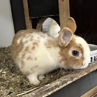 Klopfer & Bambi, white male mixed breed for adoption at Tierheim Dornbirn, Dornbirn — photo 7 of 7