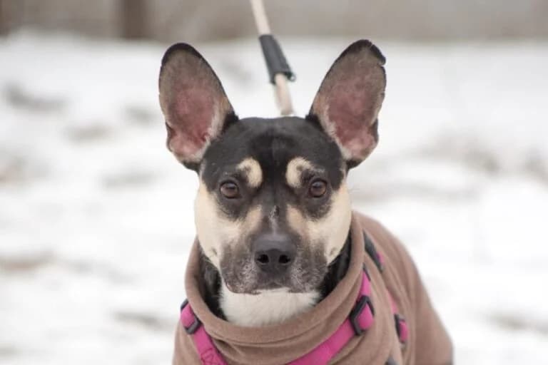 Kylo, French Bulldog (Tierschutz Austria)