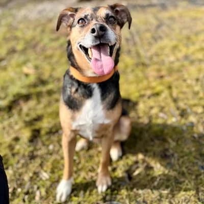 Lady, female Mixed Breed for adoption at Vorarlberger Tierschutzheim