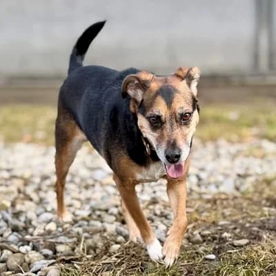 Lady, unknown female Mixed Breed for adoption at Tierheim Dornbirn, Dornbirn — photo 2 of 5