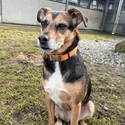 Lady, unknown female Mixed Breed for adoption at Tierheim Dornbirn, Dornbirn — photo 3 of 5