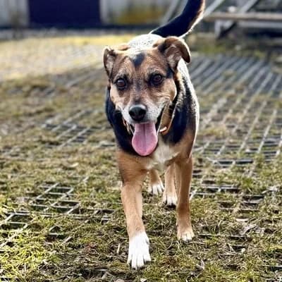 Lady, unknown female Mixed Breed for adoption at Tierheim Dornbirn, Dornbirn — photo 4 of 5