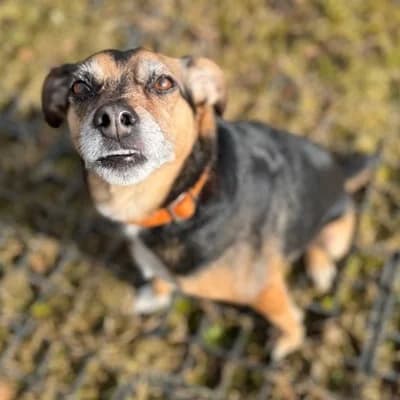 Lady, unknown female Mixed Breed for adoption at Tierheim Dornbirn, Dornbirn — photo 5 of 5