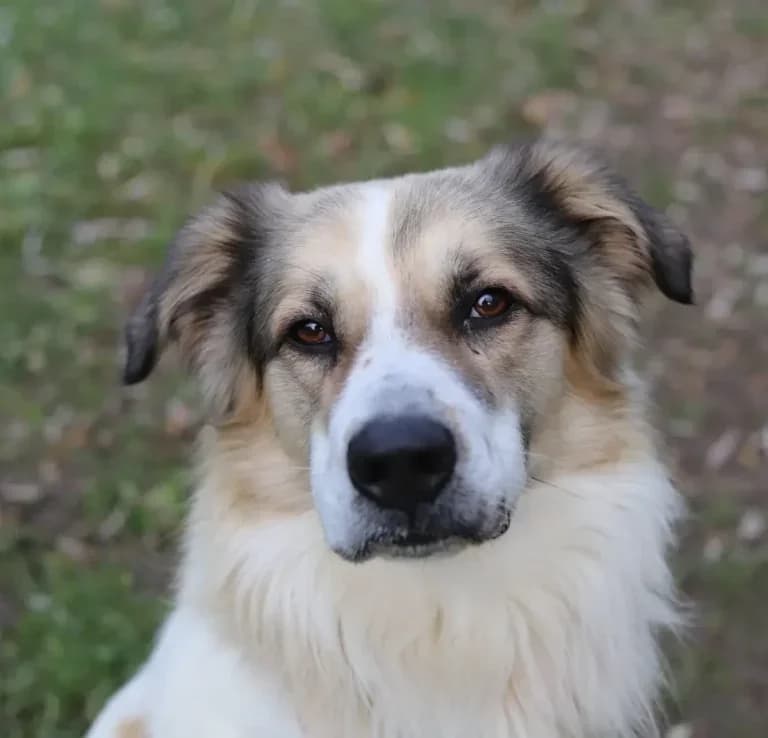 Lenny, female Mixed Breed for adoption at Tierheim Arche Noah, Graz