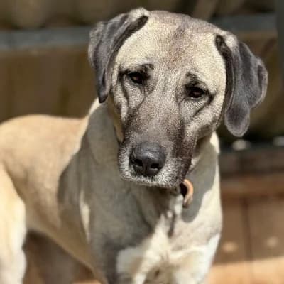 Linda, female Kangal for adoption at Tierheim Dornbirn, Dornbirn
