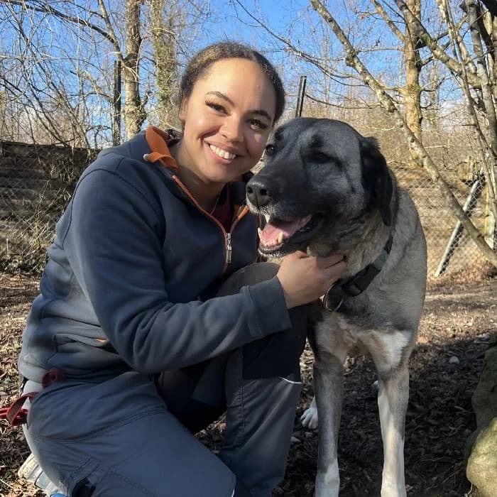 Linda, brown_chocolate female Kangal for adoption at Tierheim Dornbirn, Dornbirn — photo 2 of 5