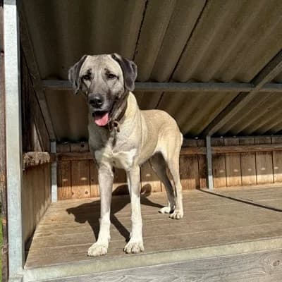 Linda, brown_chocolate female Kangal for adoption at Tierheim Dornbirn, Dornbirn — photo 3 of 5
