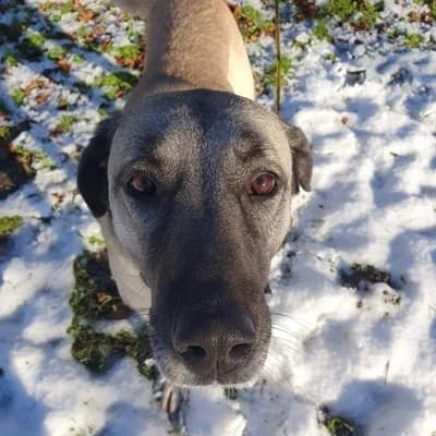 Linda, brown_chocolate female Kangal for adoption at Tierheim Dornbirn, Dornbirn — photo 4 of 5