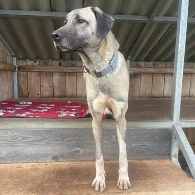 Linda, brown_chocolate female Kangal for adoption at Tierheim Dornbirn, Dornbirn — photo 5 of 5