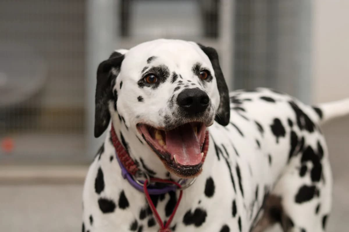Luke, male mixed breed for adoption at Landestierschutzverein Steiermark, Graz