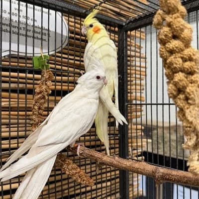Lutz und Stups, white male mixed breed for adoption at Tierheim Dornbirn, Dornbirn