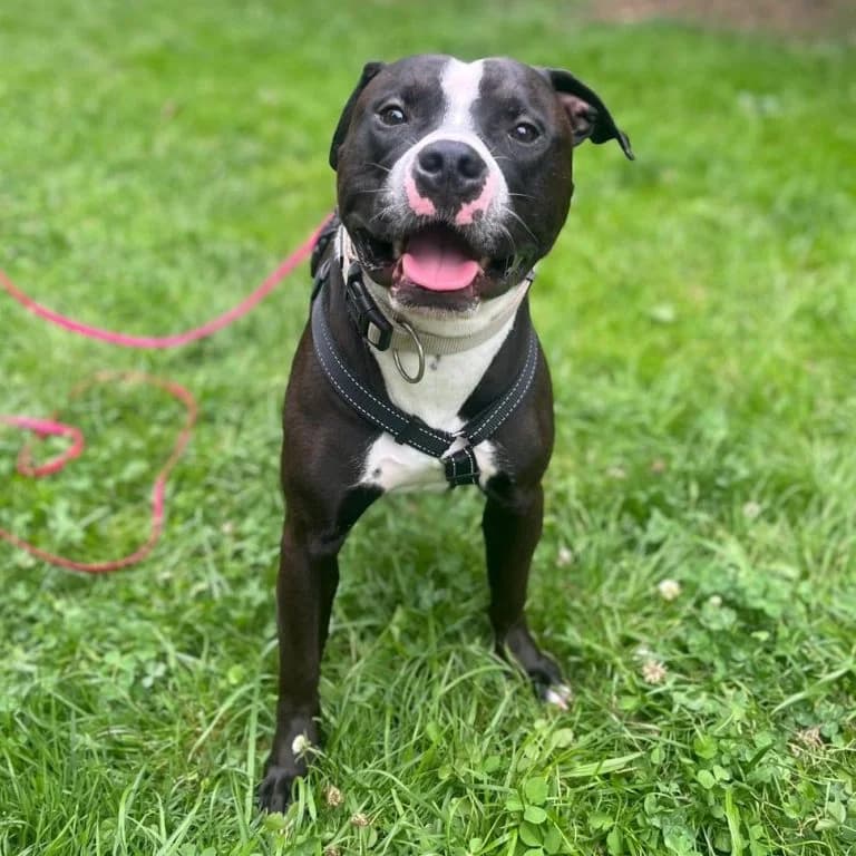 Luzifer, female 3yo Mixed Breed for adoption at Tierheim Arche Noah, Graz