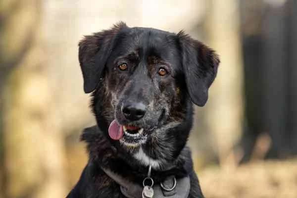 Lyra, female 3yo Mixed Breed for adoption at Tierschutzverein St. Pölten, St. Pölten