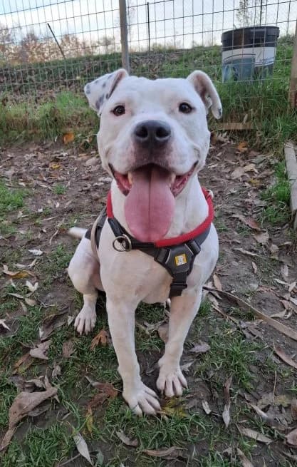 Maddox,  4yo Mixed Breed for adoption at Tierheim Arche Noah, Graz