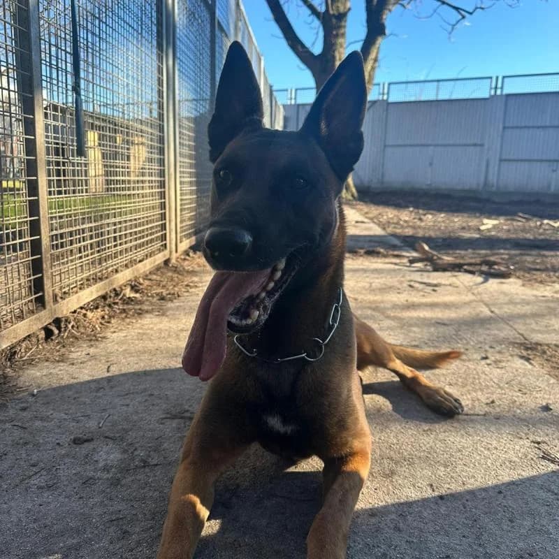 Malinois Hudson,  (Tierheim Salzburg)