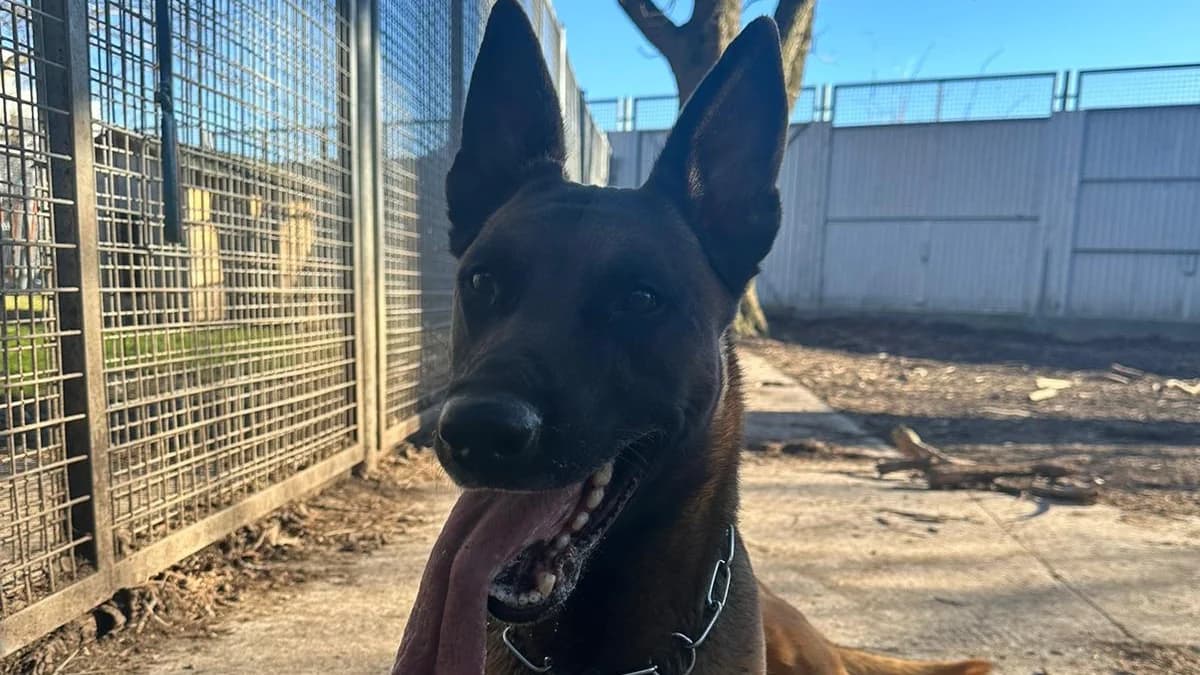 Malinois Hudson photo 4