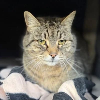 Margret, female mixed breed for adoption at Tierheim Dornbirn, Dornbirn