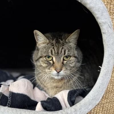 Margret, grey tabby female mixed breed for adoption at Tierheim Dornbirn, Dornbirn — photo 2 of 2