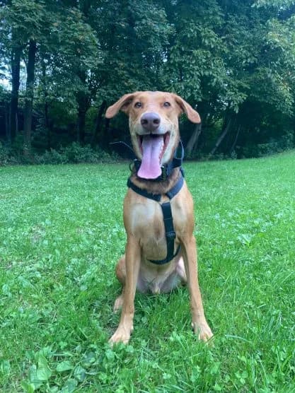 Marvel, male Mixed Breed for adoption at Tierheim Arche Noah, Graz