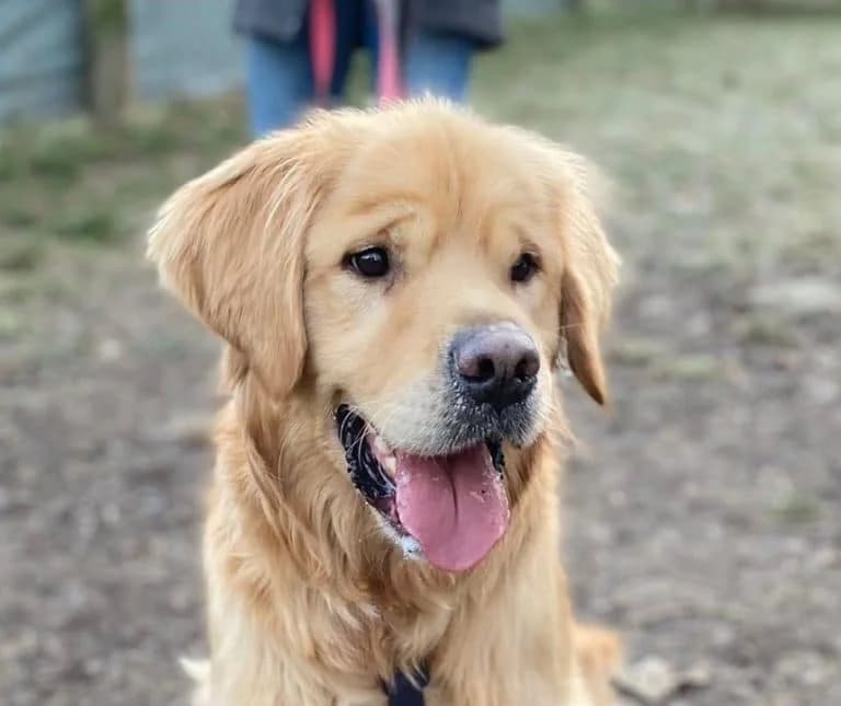 Max, Mixed Breed (Wiener Tierschutzverein)