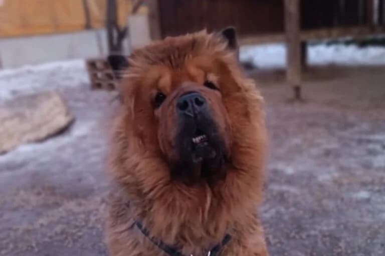 Medo, Livestock Guardian Dog (Tierheim Dornbirn)