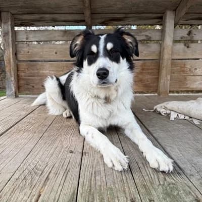 Medo, red/brown male Livestock Guardian Dog for adoption at Tierheim Dornbirn, Dornbirn — photo 2 of 10
