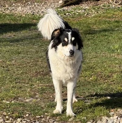 Medo, red/brown male Livestock Guardian Dog for adoption at Tierheim Dornbirn, Dornbirn — photo 3 of 10