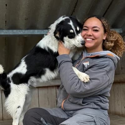 Medo, red/brown male Livestock Guardian Dog for adoption at Tierheim Dornbirn, Dornbirn — photo 4 of 10