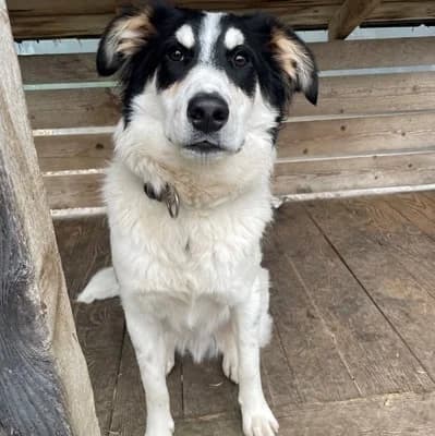Medo, red/brown male Livestock Guardian Dog for adoption at Tierheim Dornbirn, Dornbirn — photo 5 of 10