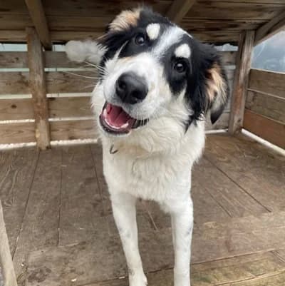 Medo, red/brown male Livestock Guardian Dog for adoption at Tierheim Dornbirn, Dornbirn — photo 6 of 10