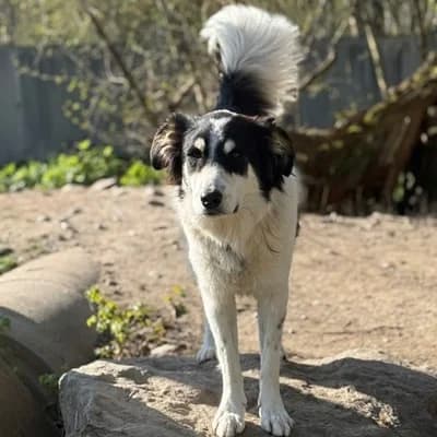 Medo, red/brown male Livestock Guardian Dog for adoption at Tierheim Dornbirn, Dornbirn — photo 7 of 10