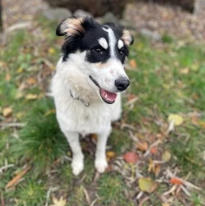 Medo, red/brown male Livestock Guardian Dog for adoption at Tierheim Dornbirn, Dornbirn — photo 8 of 10