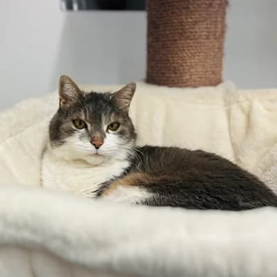 Mimi, female mixed breed for adoption at Tierheim Dornbirn, Dornbirn