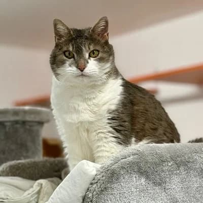 Mimi, brown tabby female mixed breed for adoption at Tierheim Dornbirn, Dornbirn — photo 2 of 5