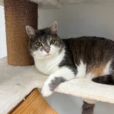 Mimi, brown tabby female mixed breed for adoption at Tierheim Dornbirn, Dornbirn — photo 3 of 5