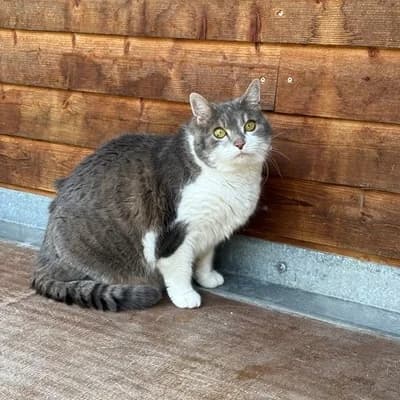 Mimi, brown tabby female mixed breed for adoption at Tierheim Dornbirn, Dornbirn — photo 4 of 5