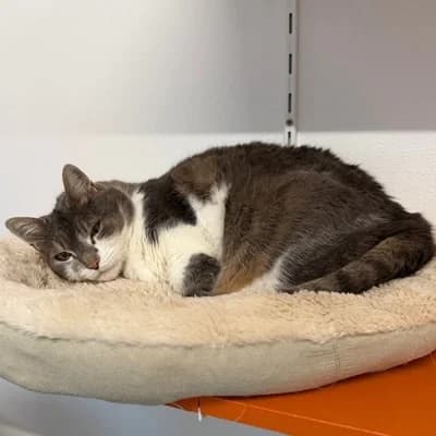 Mimi, brown tabby female mixed breed for adoption at Tierheim Dornbirn, Dornbirn — photo 5 of 5