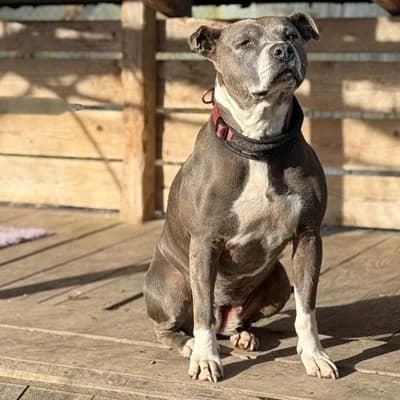 Mira, female American Staffordshire Terrier for adoption at Vorarlberger Tierschutzheim