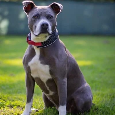 Mira, grey female American Staffordshire Terrier for adoption at Tierheim Dornbirn, Dornbirn — photo 2 of 10