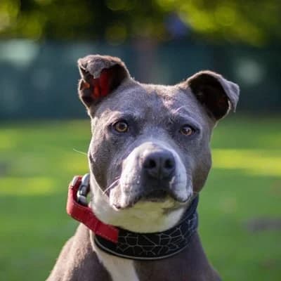 Mira, grey female American Staffordshire Terrier for adoption at Tierheim Dornbirn, Dornbirn — photo 3 of 10