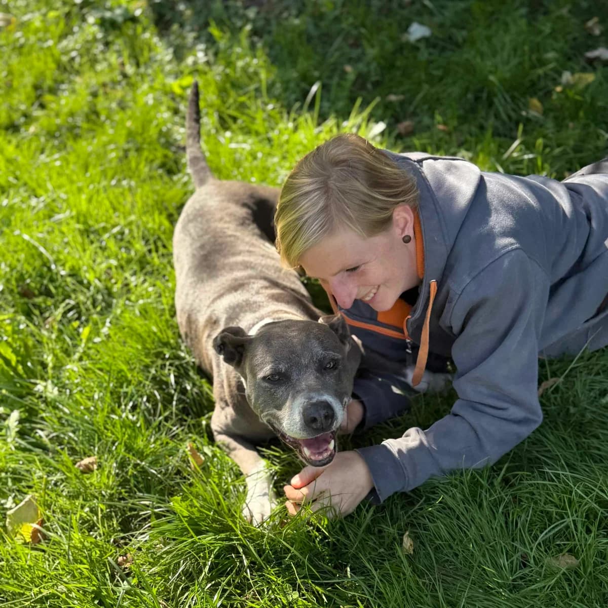 Mira, grey female American Staffordshire Terrier for adoption at Tierheim Dornbirn, Dornbirn — photo 4 of 10