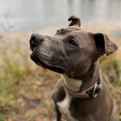 Mira, grey female American Staffordshire Terrier for adoption at Tierheim Dornbirn, Dornbirn — photo 5 of 10