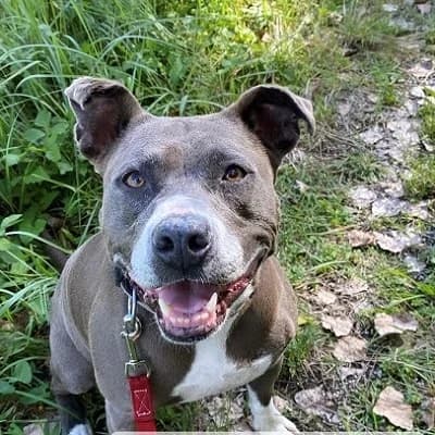 Mira, grey female American Staffordshire Terrier for adoption at Tierheim Dornbirn, Dornbirn — photo 6 of 10