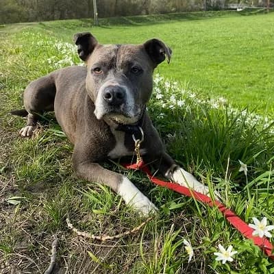 Mira, grey female American Staffordshire Terrier for adoption at Tierheim Dornbirn, Dornbirn — photo 7 of 10